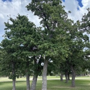 Post oak in Fredericksburg, Texas.