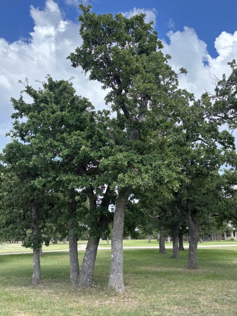 Post oak in Fredericksburg, Texas.
