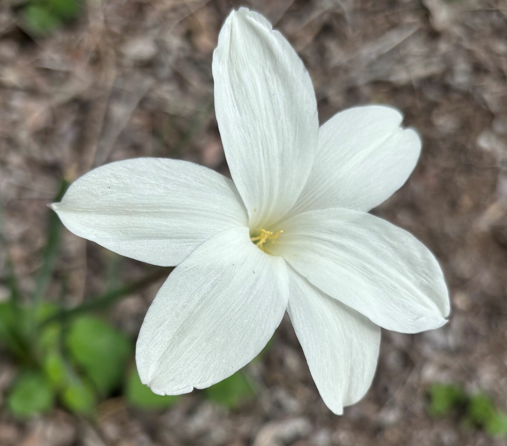 Rain lily flower in Goliad Texas