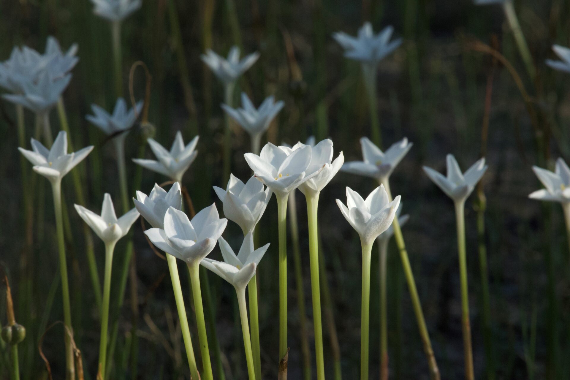 Rain lily flowers in Mahncke Park, San Antonio