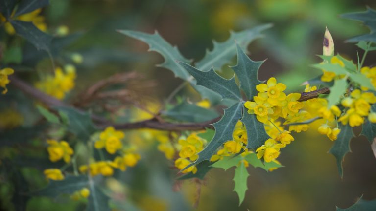 Image of prickly agarita leaves and flowers