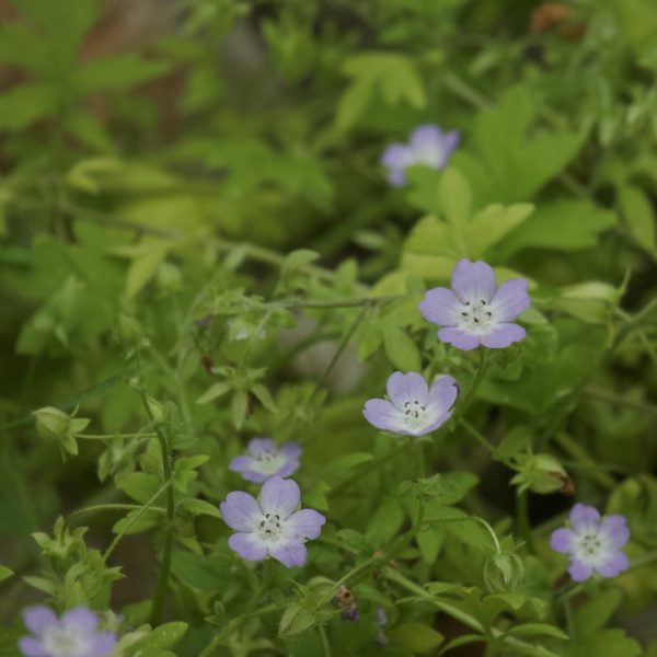 Baby Blue Eyes flowers