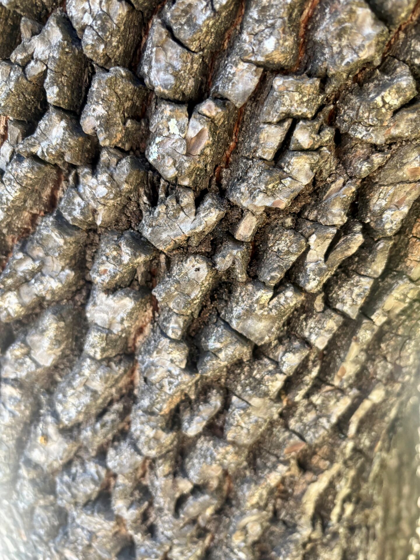 Characteristic scaly bark on a common eastern persimmon