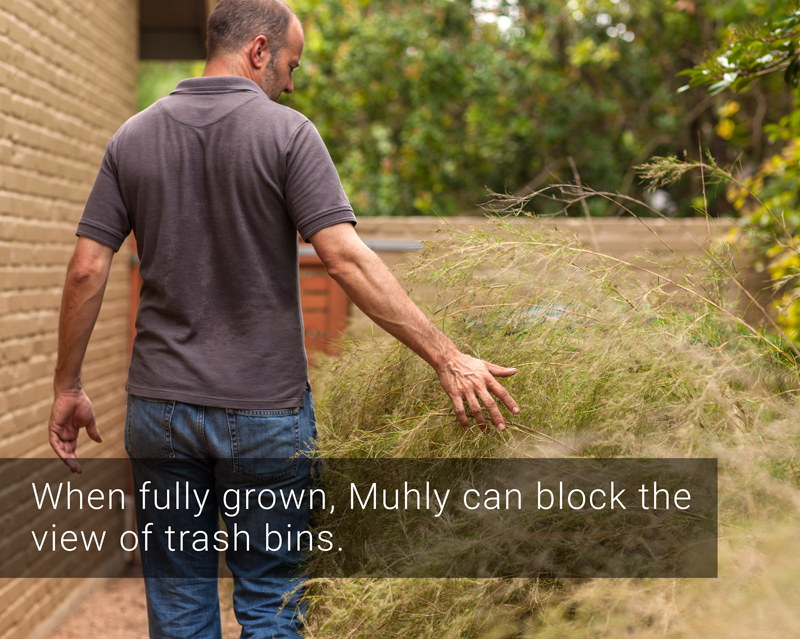 side-yard makeover with stepping stones and muhly