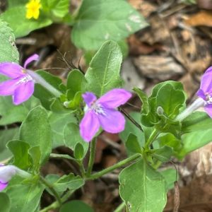 Gregg's woolly honeysuckle purple flowers with yellow horseherb, unwatered, in autumn 2023 after drought