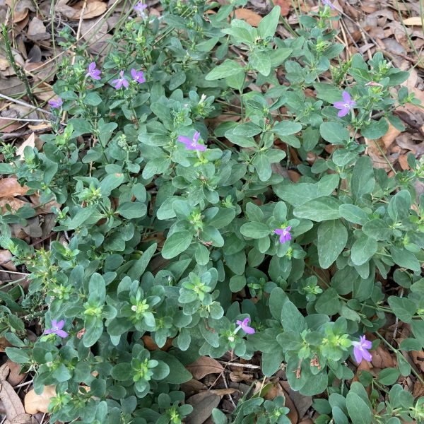 Gregg honeysuckle showing purple flowers and a low growing form.