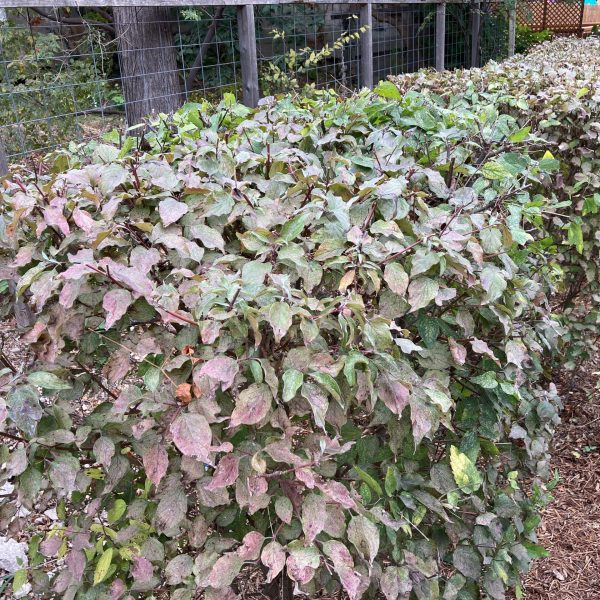 Rough leaf dogwood sheared like a boxwood hedge on the San Antonio River.