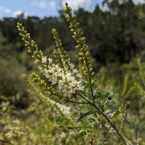 Kidneywood plant blooming with white flowers