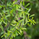 Narrow-leaf leaves