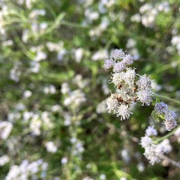 Pink thoroughwort, with white flowers in bloom