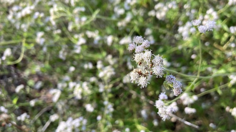 Pink thoroughwort, with white flowers in bloom