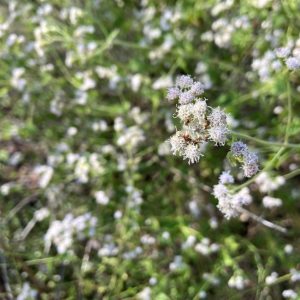 Pink thoroughwort, with white flowers blooming in December