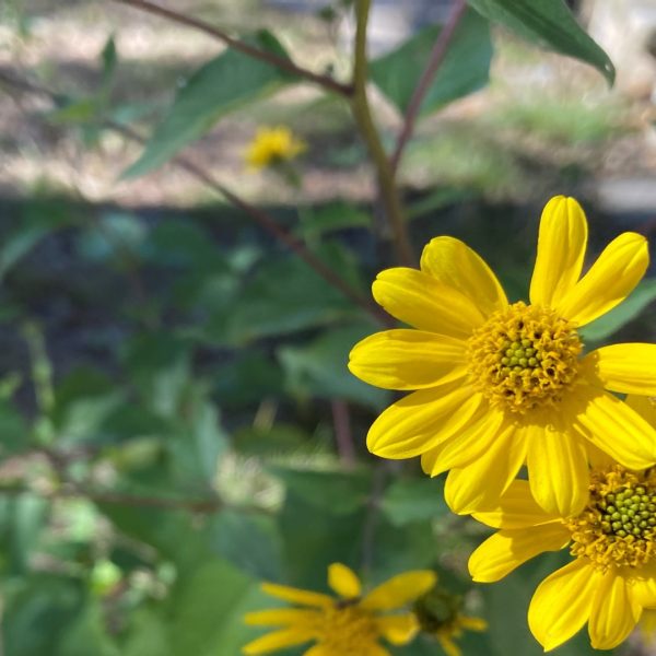 Goldeneye flowers in autumn shade