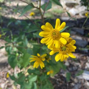 Plateau goldeneye blooming in autumn shade