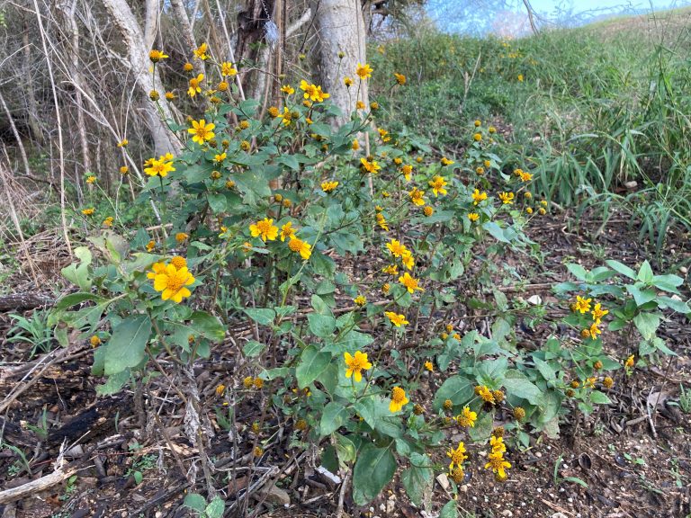 Plateau goldeneye blooming under trees