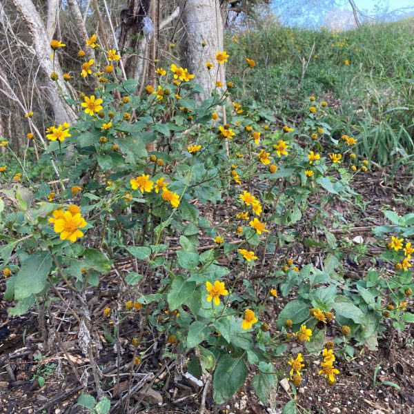 Plateau goldeneye blooming under trees