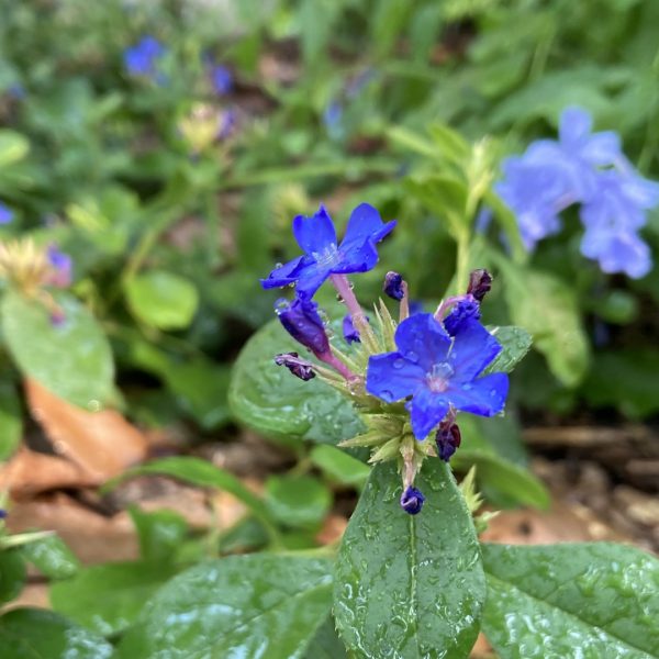 Dwarf plumbago flowers.