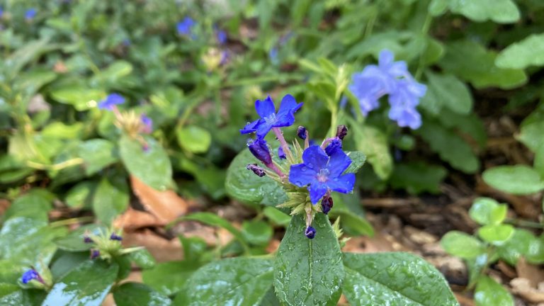 Dwarf plumbago flowers.