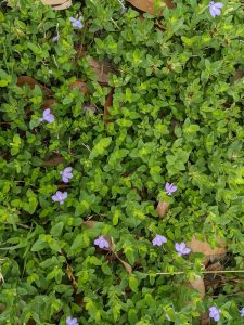 Woolly tubetongue plant