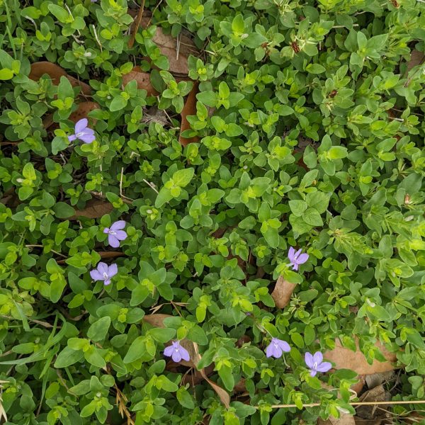 Woolly tubetongue plant