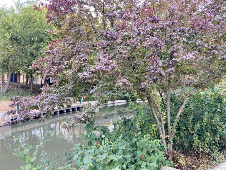 A purple-leaved dogwood on the San Antonio River on an autumn day.