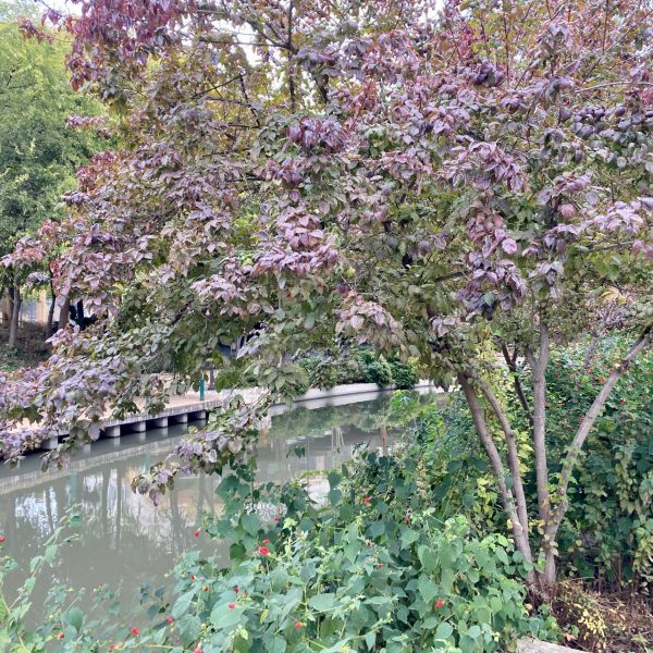 A purple-leaved dogwood on the San Antonio River on an autumn day.