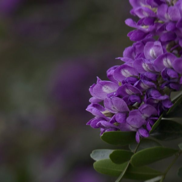 image of Texas Mountain laurel flowering