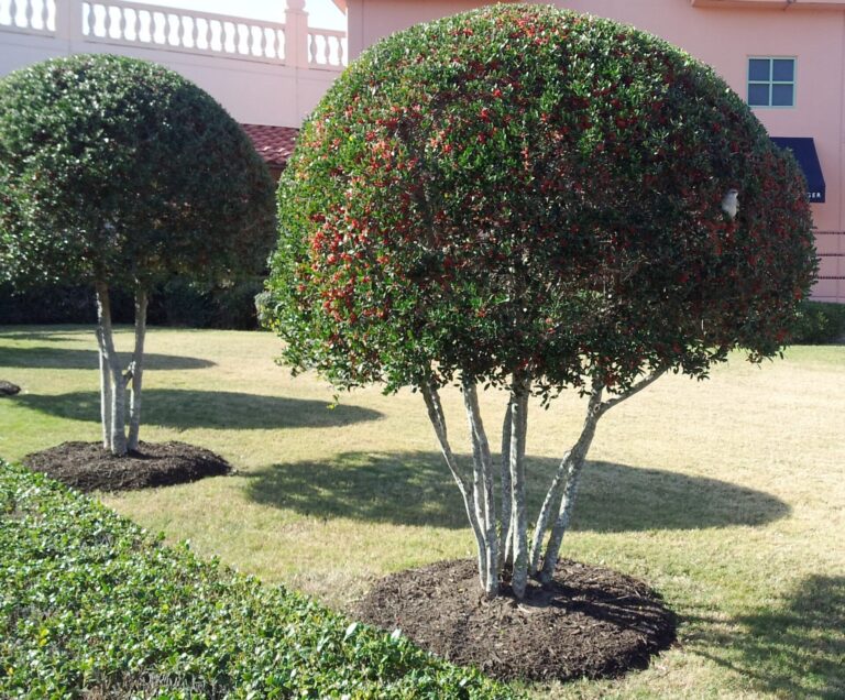 Topiaried yaupon holly in San Antonio area with volcano mulch touching trunks
