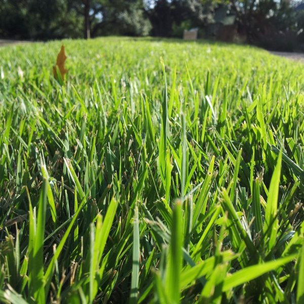 zoysia grass