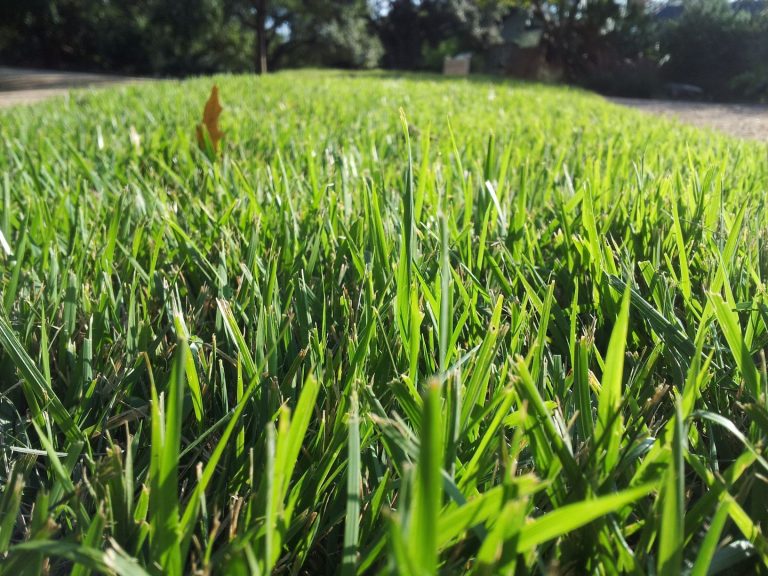zoysia grass