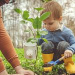 planting tree