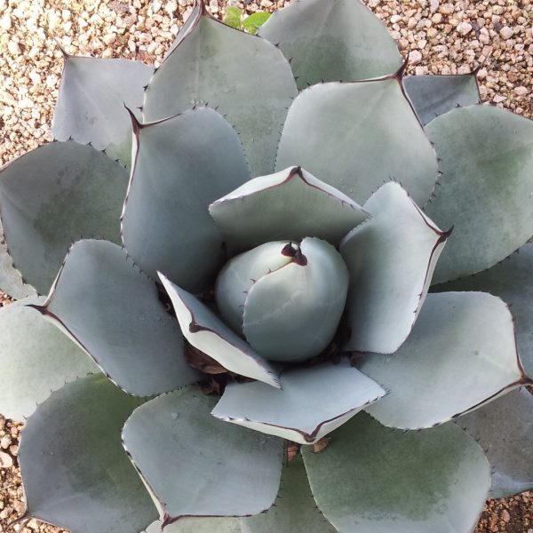 Artichoke agave leaves form symmetrical rosette.