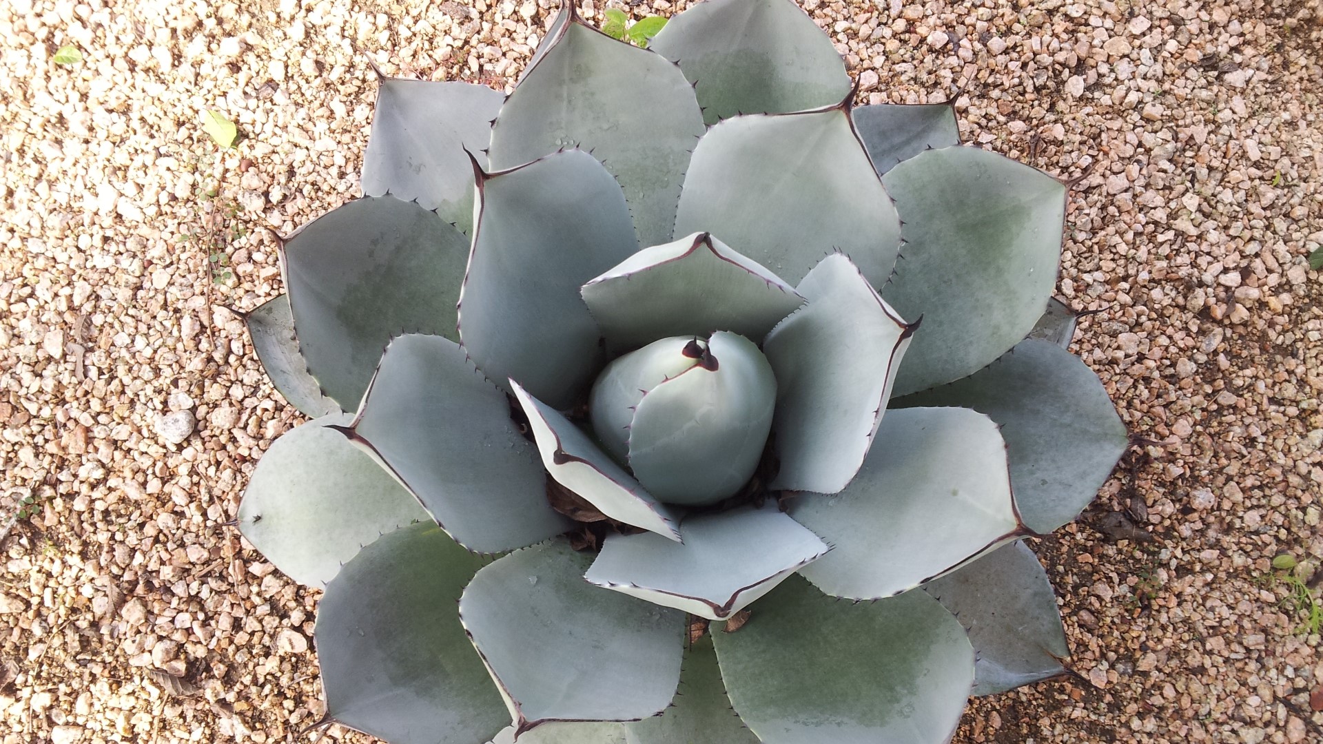 Artichoke agave leaves form symmetrical rosette.