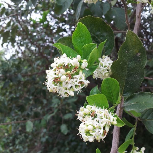 White flowers of the Anaqua tree