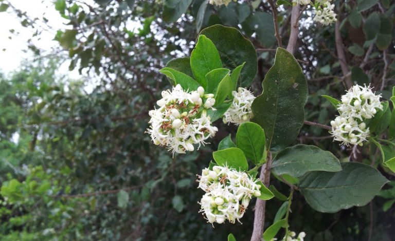 White flowers of the Anaqua tree