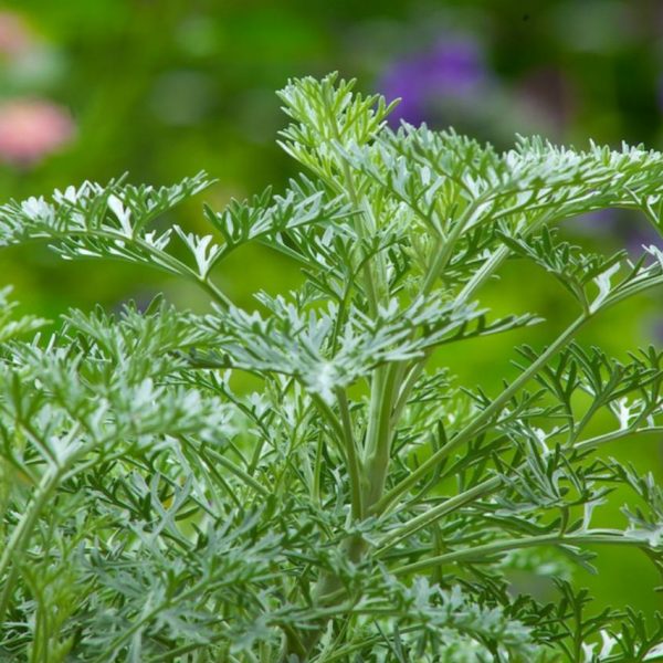 Lacy foliage of Artemisia 'Powis Castle'