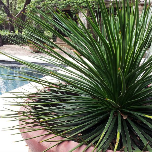 The flower stalks of the twin-flowered agave are only present at the end of its life cycle.