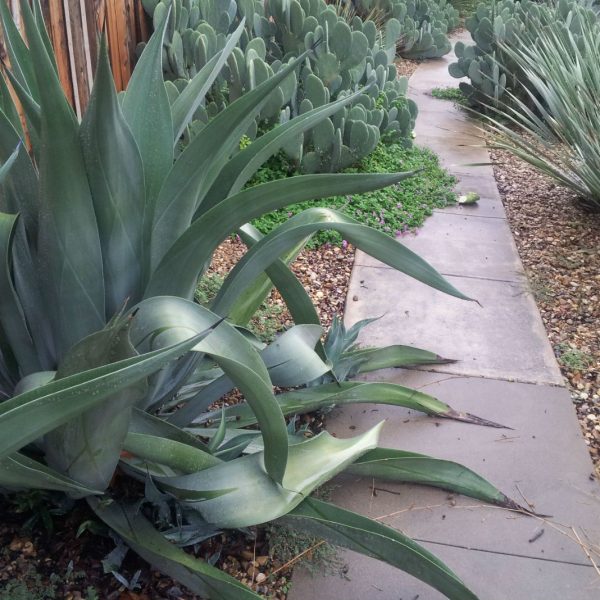 Weber's Agave has stiff terminal spines