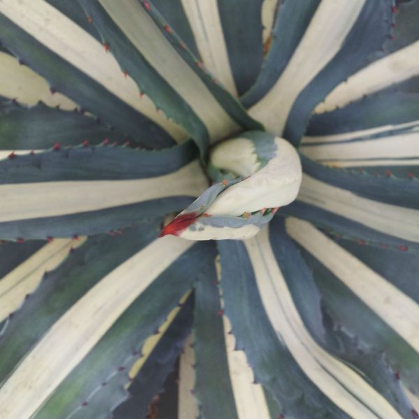 top-down photo of white-striped agave