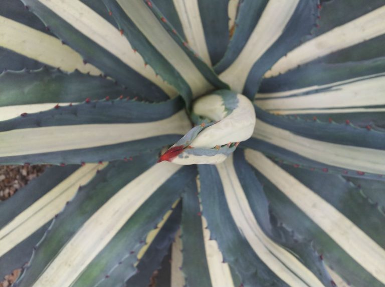 top-down photo of white-striped agave