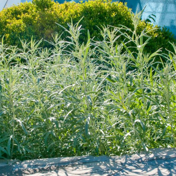 white prairie artemisia at San Antonio Botanical Gardens