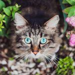fluffy tabby by flowers