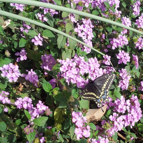 Trailing Lantana has beautiful purple flowers perfect for an ornamental landscape