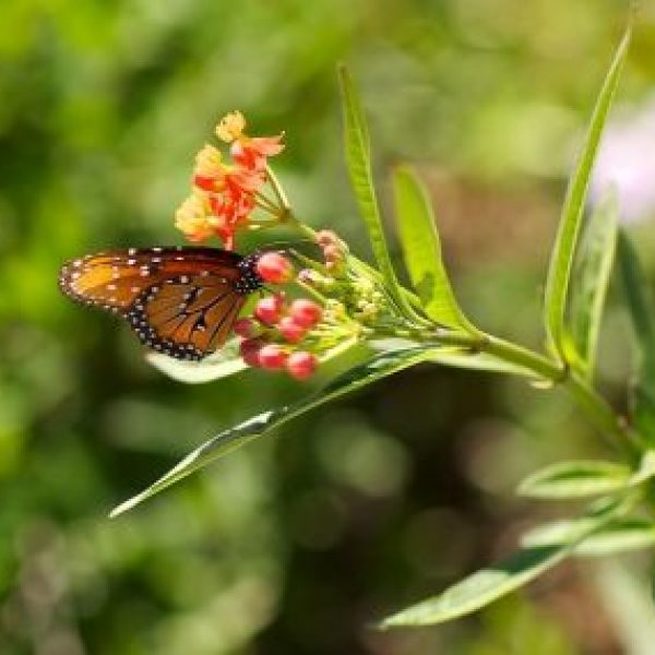 Milkweed is a fantastic flower for pollinators