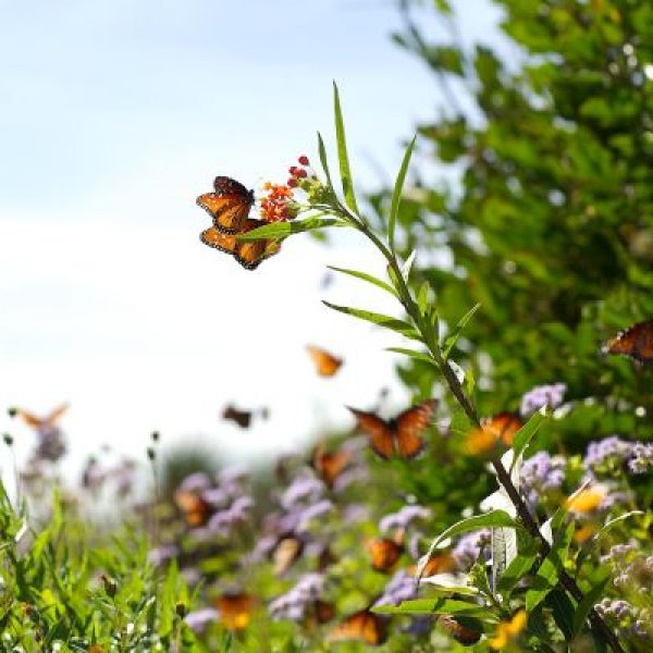 Milkweed is a really good plant for pollinators