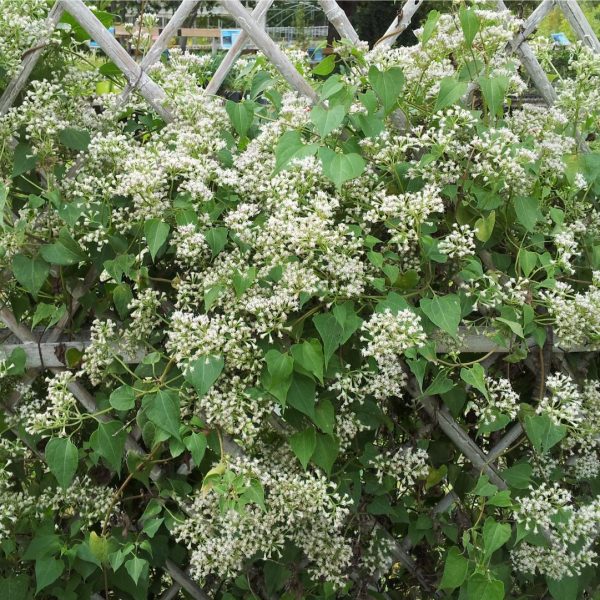 flowering white mistflower