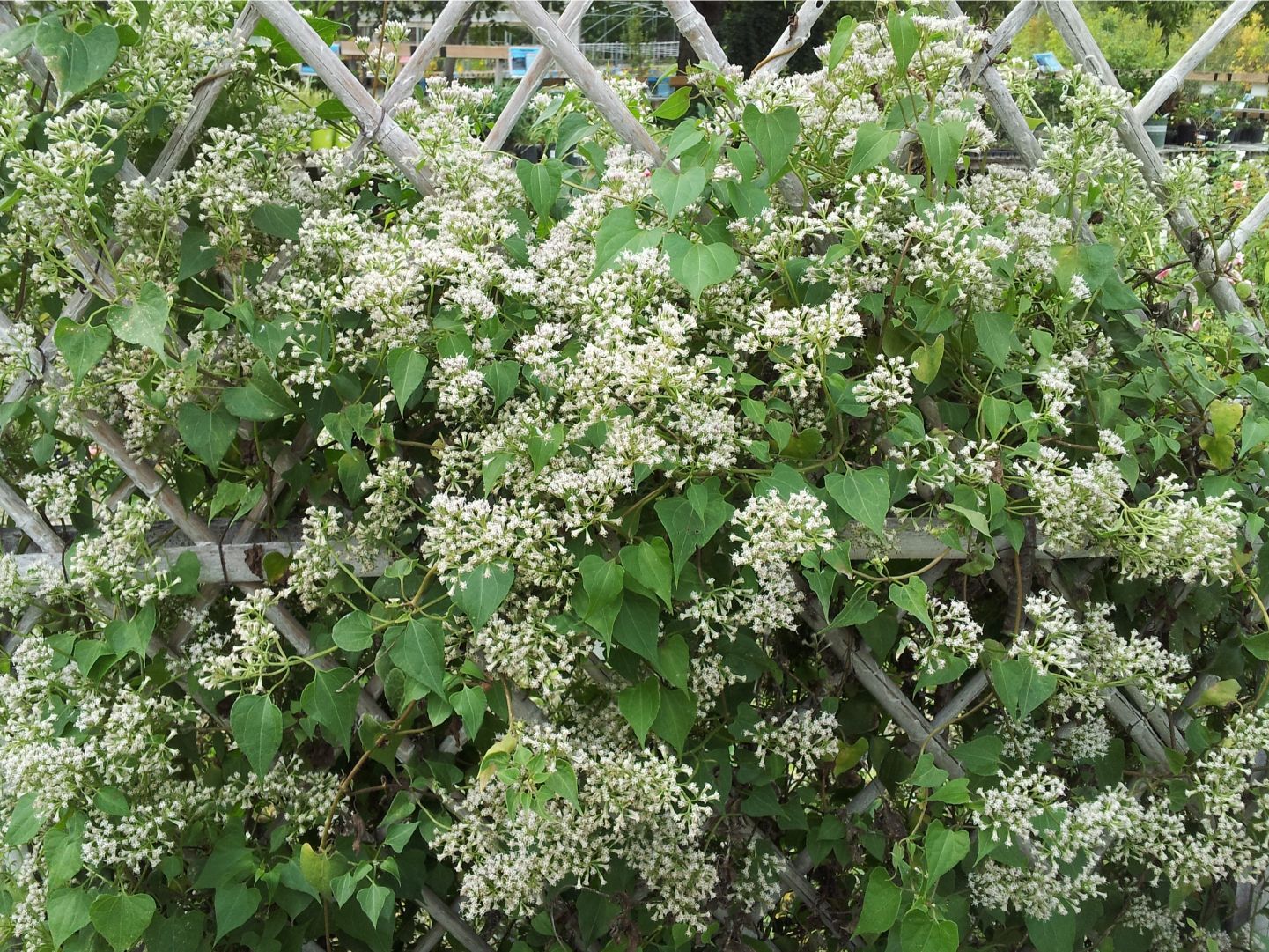 flowering white mistflower