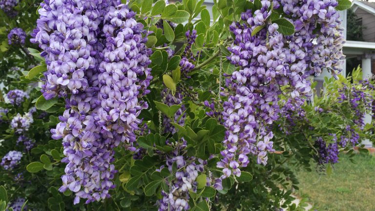 mountain laurel