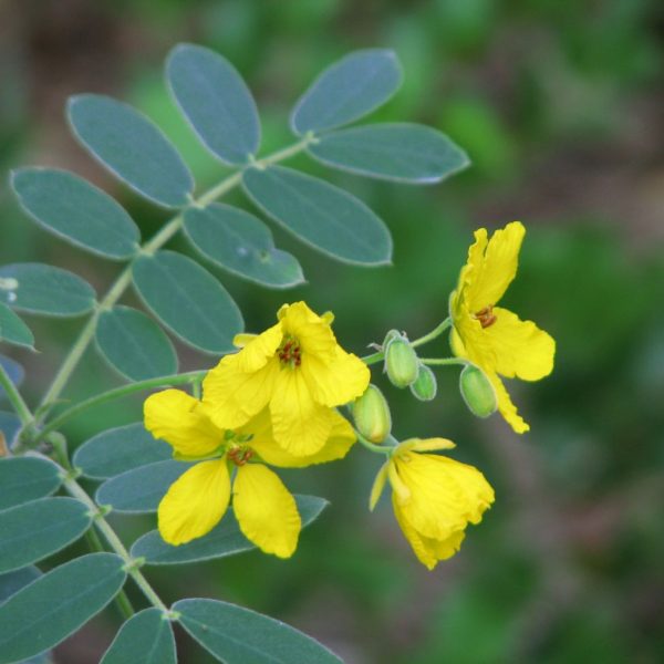 Flowers appear in late summer and autumn with five bright yellow crinkly petals