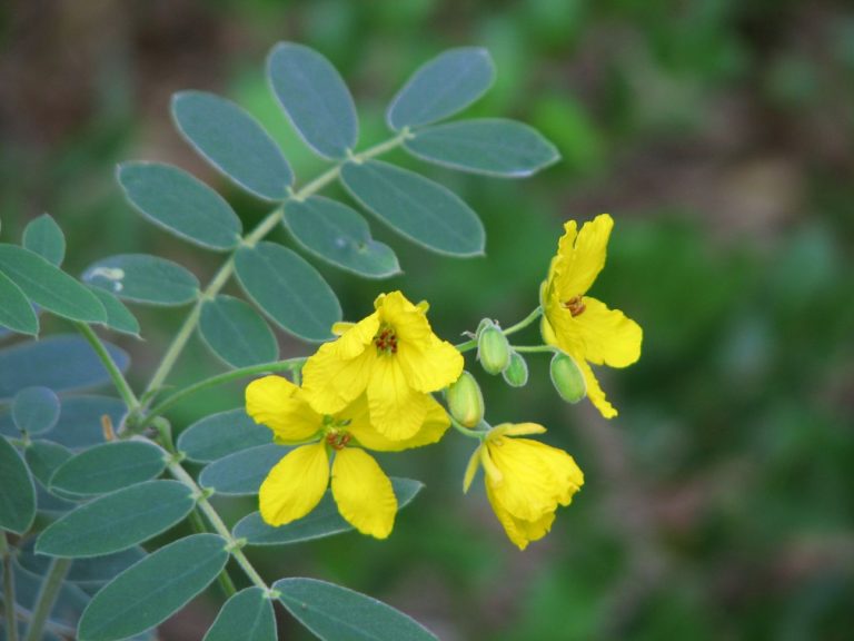 Flowers appear in late summer and autumn with five bright yellow crinkly petals